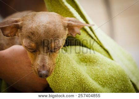 Women Drying Her Little Dog Using Green Towel. Pinscher Ratter Prazsky Krysarik Purebreed Puppy Afte