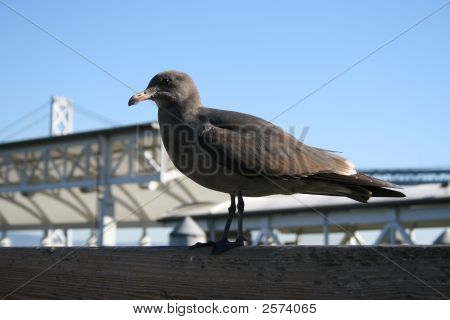 Серая чайка