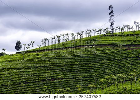 India Is One Of The Largest Tea Producers In The World, Although Over 70 Percent Of Its Tea Is Consu