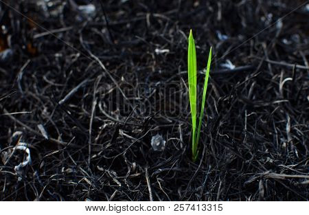 A Small Sprout Makes Its Way Through The Burned Earth After The Fire Place. New Life And Purpose Con