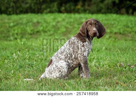 German Shorthaired Pointer, German Kurtshaar One Spotted Puppy Sit On The Green Grass Outside, Brown