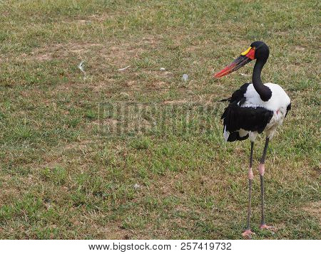 Photography That Is Showing A Saddle-billed Stork (scientific Name: Ephippiorhynchus Senegalensis)