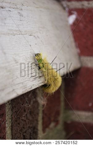 Yellow Wooly Worm Caterpillar On Concrete Brick And Wood
