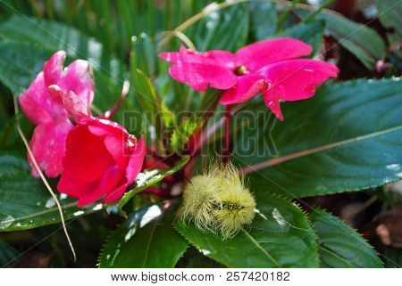 Yellow Wooly Worm Caterpillar On Bright Pink Flower