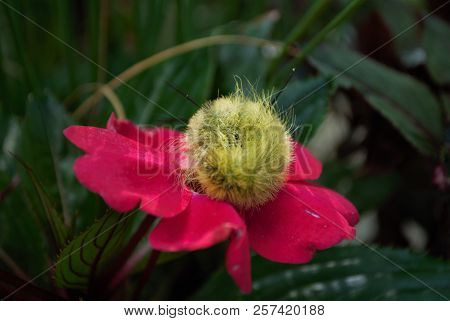 Yellow Wooly Worm Caterpillar On Bright Pink Flower