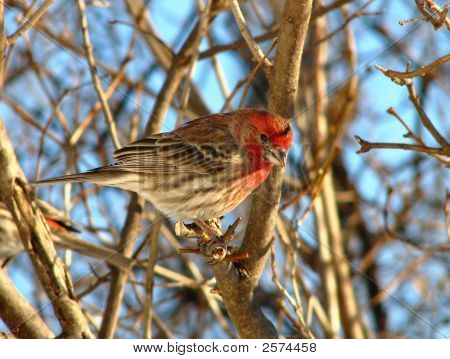 Hus Finch (mand)