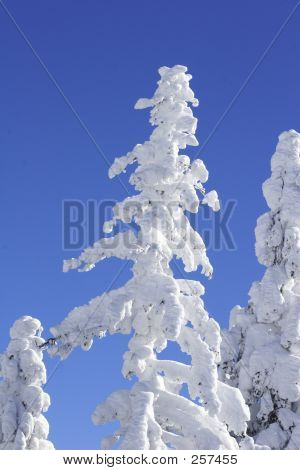 Ice Covered Tree With Blue Sky