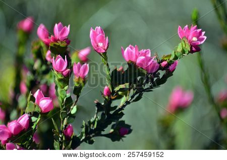 Deep Pink Flowers Of The Australian Native Rose, Boronia Serrulata, Family Rutaceae, Royal National 