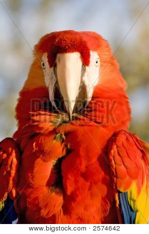 Cabeza de guacamaya roja
