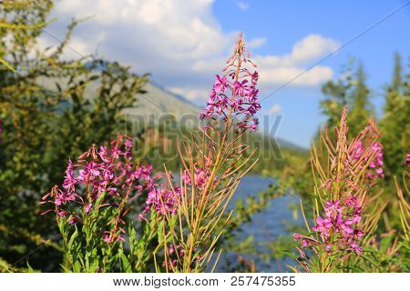 Chamerion angustifolium flowers in mountains