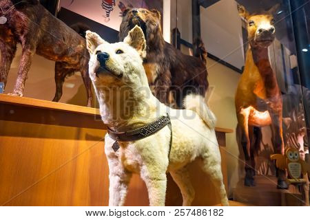 Tokyo, Japan - April 29 2018: Hachiko, A Faithful Akita Inu Dog That Remarkable Loyalty To His Owner
