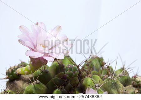 Pink Cactus Flower On White ,beside Of Pink Cactus Flower Are Blooming On The Green Stalk, Stuck On 