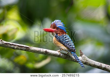 Male Banded Kingfisher (lacedo Pulchella) Stair At Us In The Forest (banded Kingfisher; Lacedo Pulch