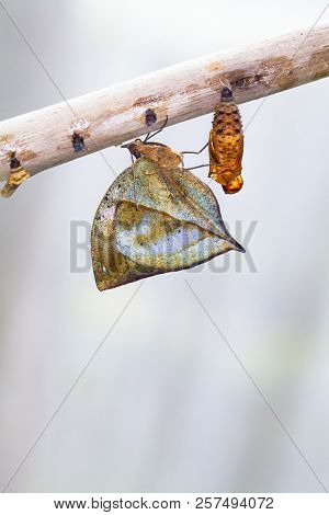 A Row Of Ready To Emerge Pupae Of The Plain Tiger Butterfly, Danaus Chrysippus, Glued To A Stick. On