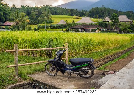 Beautiful Jatiluwih Rice Terraces Against The Background Of Famous Volcanoes In Bali, Indonesia