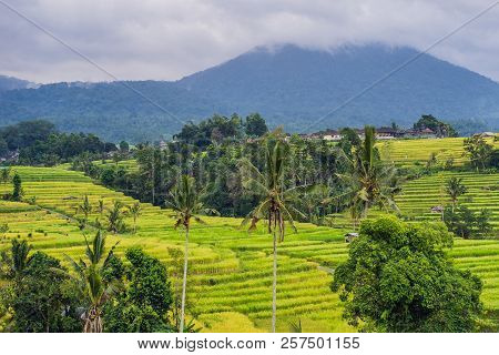 Beautiful Jatiluwih Rice Terraces Against The Background Of Famous Volcanoes In Bali, Indonesia