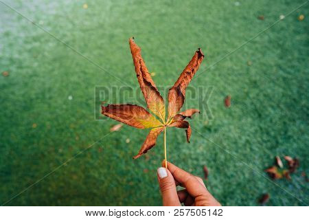 Woman Hold Nice Yellow Leaf In Hand.