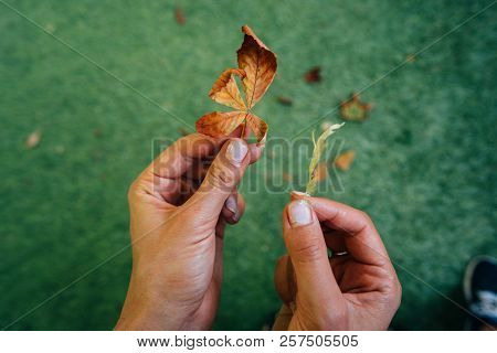 Woman Holding Two Yellow Autumn Leaves In Hands.