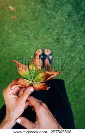 Woman Hold Nice Yellow Leaf In Hand.