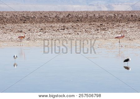 Pink Flamingos - Chaxa Lagoon - Chile