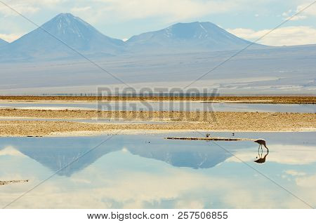 Pink Flamingo - Chaxa Lagoon - Chile