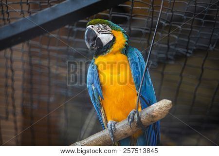 Parrots All Species Found In Most Tropical And Subtropical Regions.