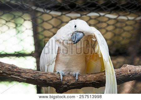 Parrots All Species Found In Most Tropical And Subtropical Regions.