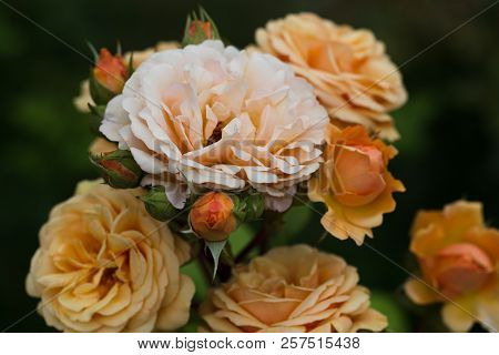 Blooming Yellow Rose In The Garden On A Sunny Day.
