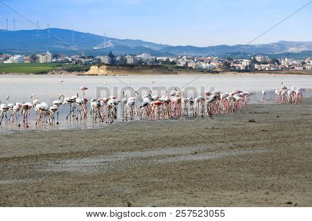Group Of Flamingos At The Salk Lake In Larnaca, Cyprus.