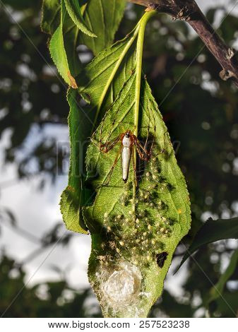 Macro Photography Of Newborn White Lynx Spider (oxyopes Cf. Shweta) Nest. The Mother White Lynx Spid