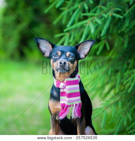 Beautiful Dog, A Puppy In A  Scarf  Sitting On A Background Of Green Foliage. Space For Text. Lovely