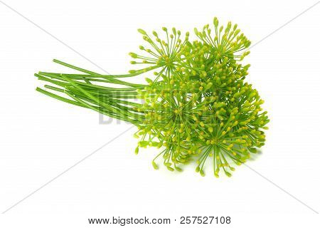 Fresh Dill Flower Isolated On White Background