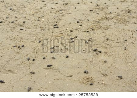 Pozemky poustevnický krab