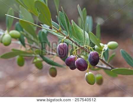 Close View Of Green And Black Olives On An Olive Tree