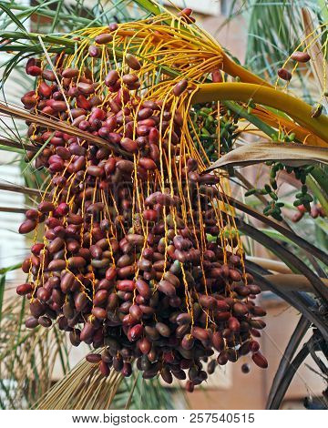 A Bunch Of Dates On Date Palm.