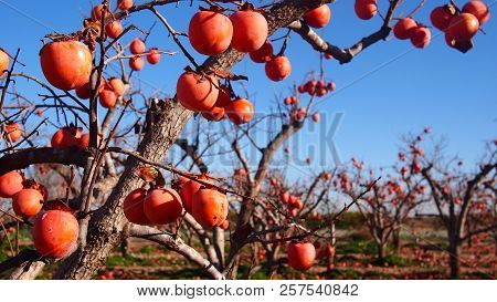 Persimmons At Fruit Garden, Valencia, Spain.  Healthy Food
