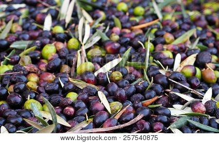Mediterranean Classics - Ripe Spanish Green And Black Olives
