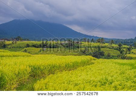 Beautiful Jatiluwih Rice Terraces Against The Background Of Famous Volcanoes In Bali, Indonesia