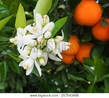 Valencian orange and orange blossoms. Spain. Valencia.Spring.
