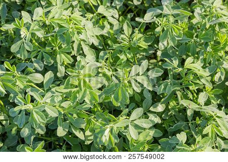 Background Of Fragment Of The Alfalfa Field Covered With Dew Drops In Morning From The Upper Point S