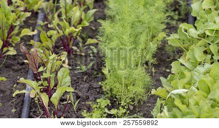 Blossom With Stones And Flowers Use Of Building Debris In Landscape Design