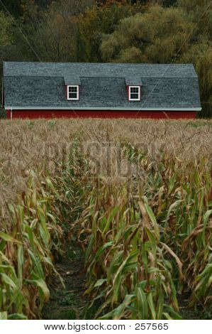 Country Home