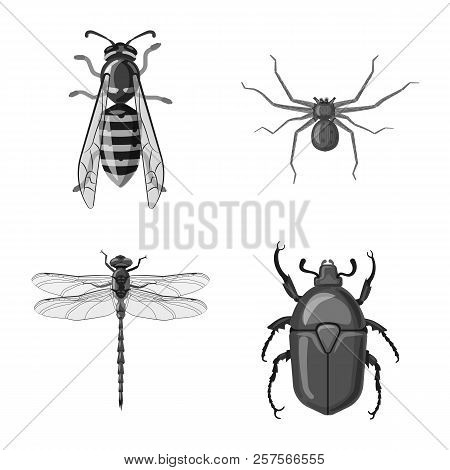 Isolated Object Of Insect And Fly Icon. Collection Of Insect And Element Stock Vector Illustration.