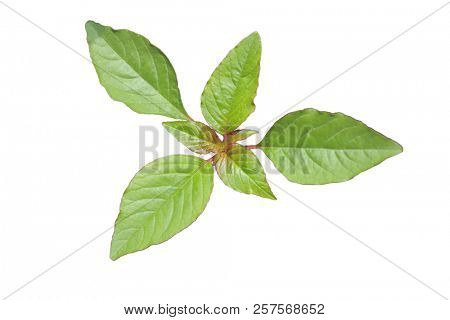Wild Edible Amaranth Spinach Pigweed plant isolated on white background