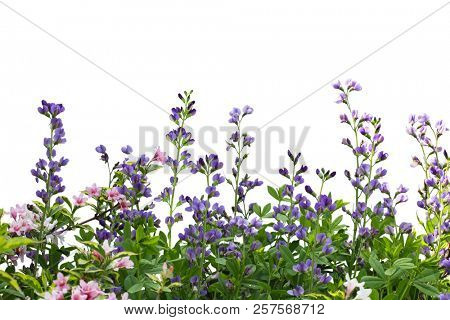 Australis Baptisia and Weigela flower isolated on white background