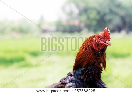 Gamecocks With Beautiful Of Hair And Nature In Farm.