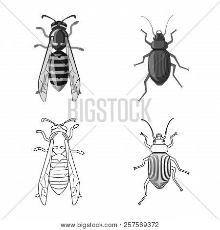 Vector Illustration Of Insect And Fly Symbol. Set Of Insect And Element Stock Vector Illustration.