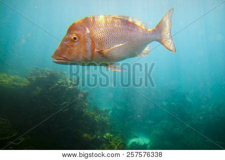 Ningaloo Reef - Coral Bay - Western Australia