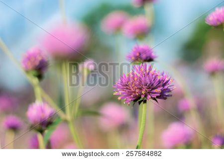 Purple Flowers With Colorful In The Garden At Sky.
