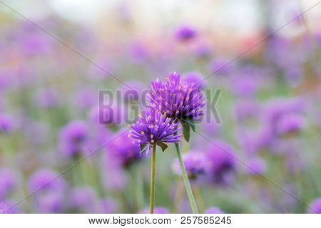 Purple Flowers With Beautiful In The Winter.